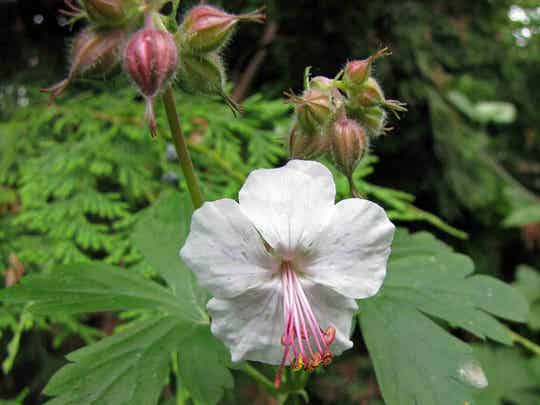 Geranium cant. ’Biokovo’