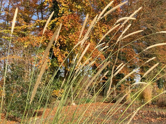 Pennisetum macrourum