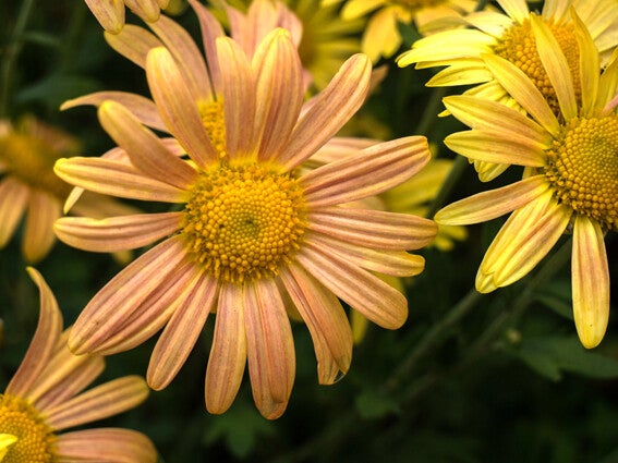 Chrysanthemum rub. ‘Mary Stoker’