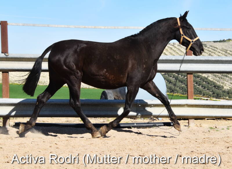activa-rodri-mutter-2-standard.jpg