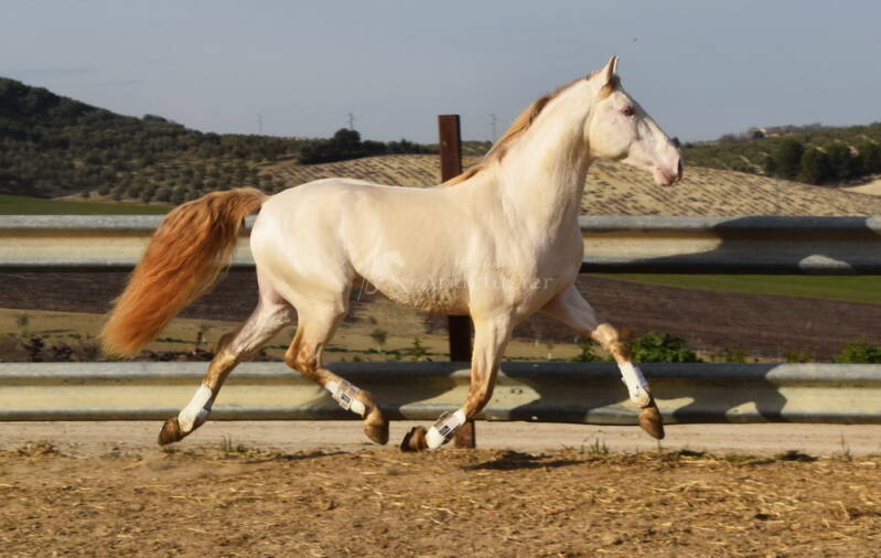 albino-2021-januar-11_bildgr-e-ndern-standard.jpg