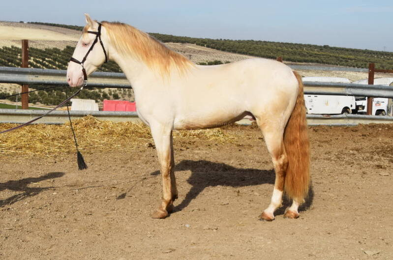 albino-2021-januar-15_bildgr-e-ndern-standard.jpg