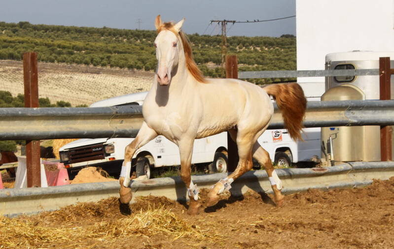 albino-2021-januar-1_bildgr-e-ndern-standard-kmmxt3.jpg
