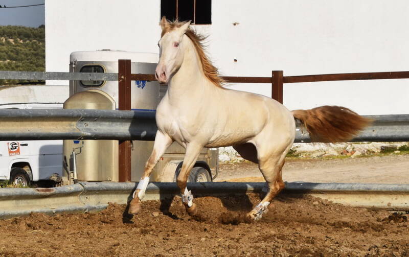 albino-2021-januar-4_bildgr-e-ndern-standard.jpg