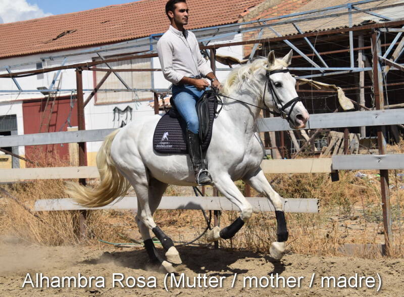 alhambra-rosa-mutter-1_cambiar-tama-o-standard.jpg