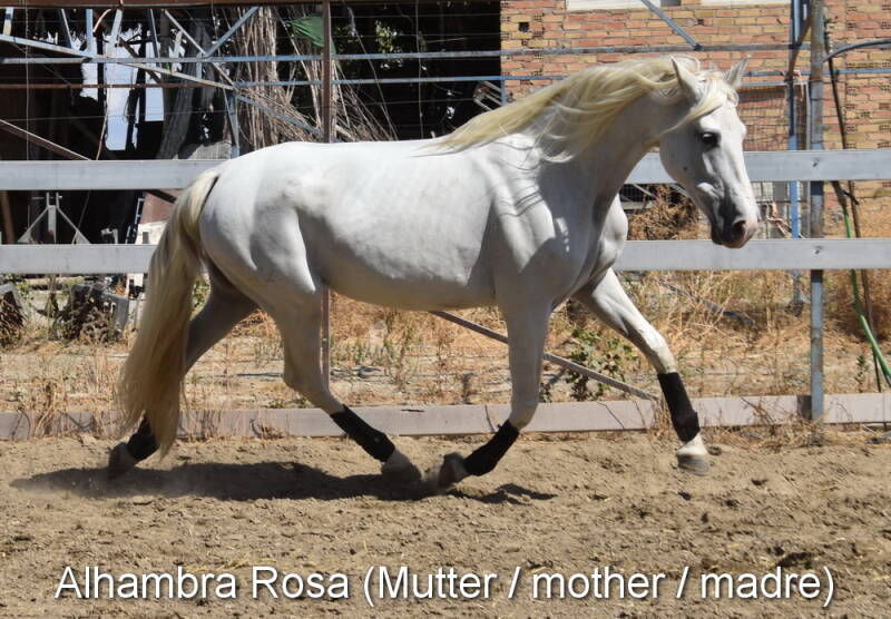 alhambra-rosa-mutter-2_cambiar-tama-o-standard.jpg