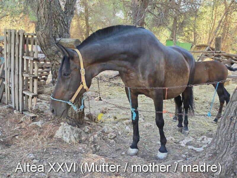 altea-xxvi-mutter-2_cambiar-tama-o-standard-r9owdx.jpg
