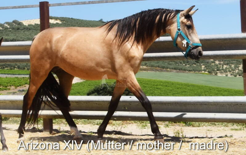 arizona-xiv-mutter-3_cambiar-tama-o-standard.jpg
