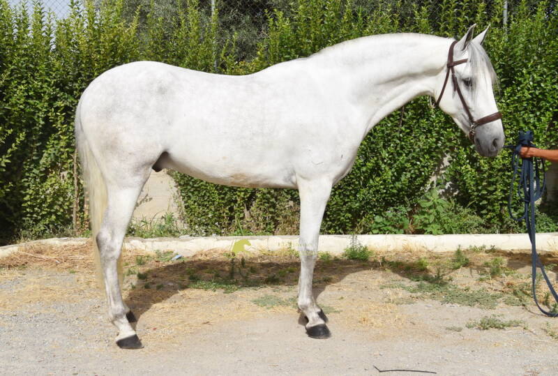 boabdil-2026-juli-5_cambiar-tama-o-standard.jpg