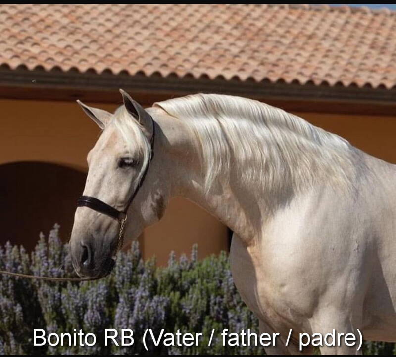 bonito-rb-vater-_cambiar-tama-o-standard.jpg