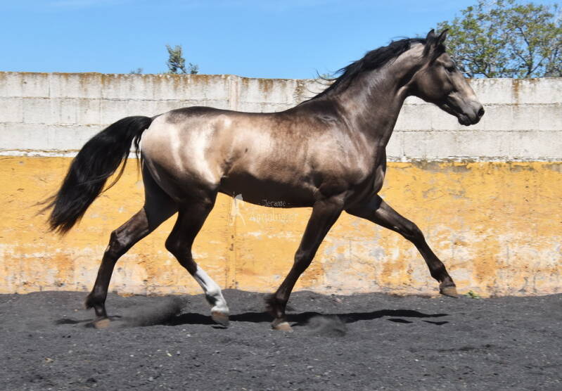 bronce-2026-april-13_cambiar-tama-o-standard.jpg