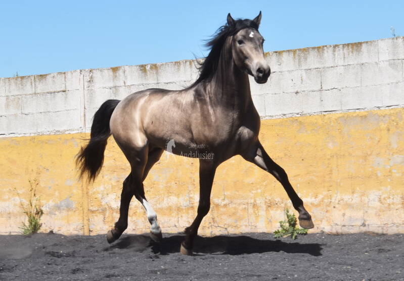 bronce-2026-april-5_cambiar-tama-o-standard.jpg