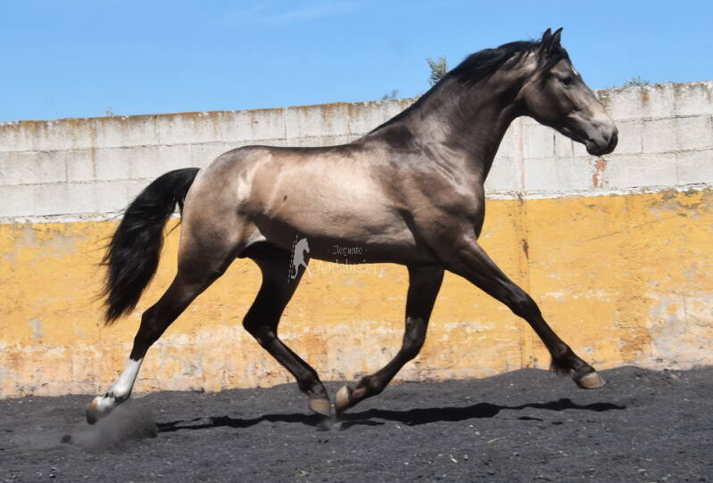 bronce-2026-april-6_cambiar-tama-o-standard.jpg