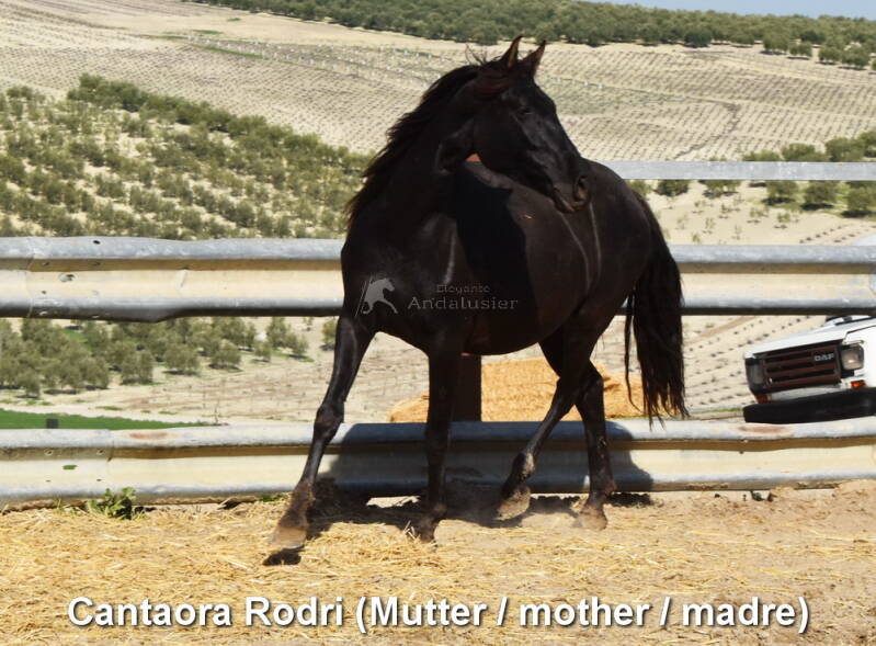 cantaora-rodri-mutter-1_bildgr-e-ndern-standard.jpg