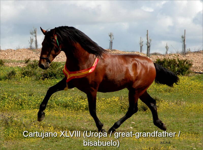 cartujano-lxviii-uropa-3_cambiar-tama-o-standard.jpg