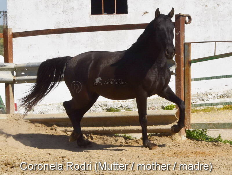 coronela-rodri-3_cambiar-tama-o-standard.jpg