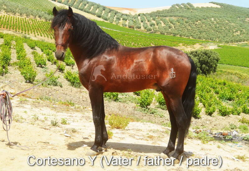 cortesano-y-vater-1-standard.jpg