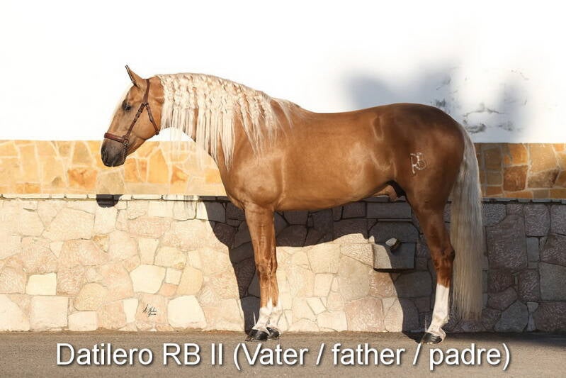 datilero-rb-ii-vater-1_cambiar-tama-o-standard.jpg