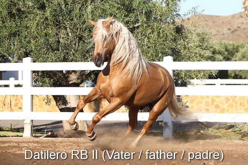 datilero-rb-ii-vater-3_cambiar-tama-o-standard.jpg