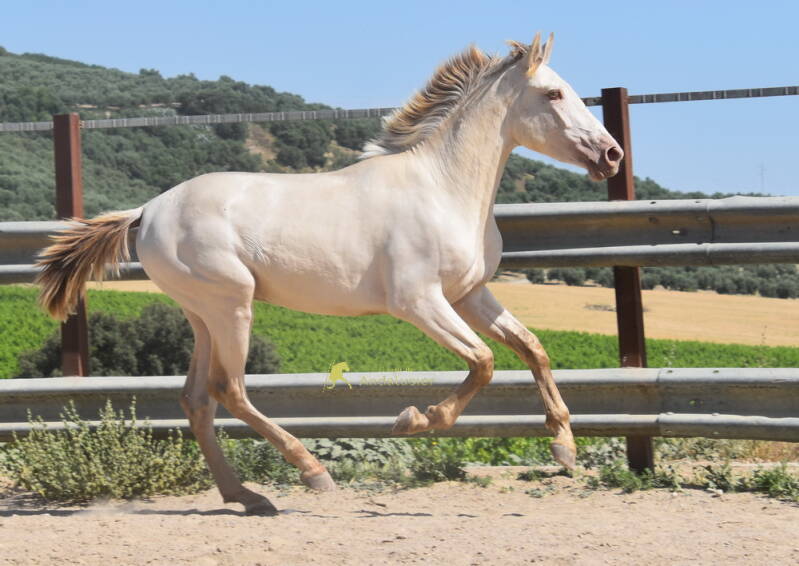 diamante-2026-mai-6_cambiar-tama-o-standard.jpg