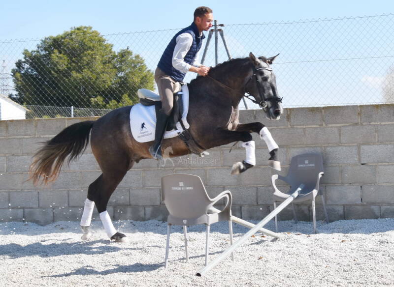 elegante-2025-februar-8_cambiar-tama-o-standard.jpg