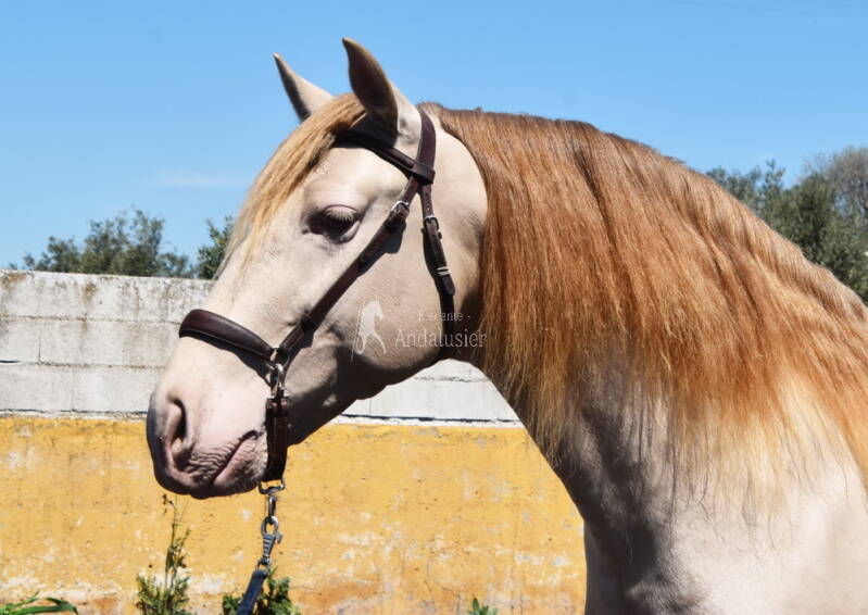 elegante-2026-april-14_cambiar-tama-o-standard.jpg