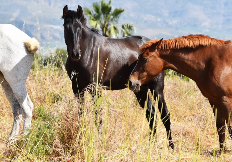 elegido-2026-april-14_cambiar-tama-o-standard-ytln58.jpg