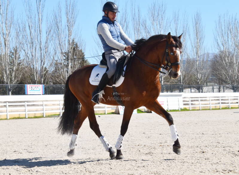 faraon-2026-februar-18_cambiar-tama-o-standard.jpg