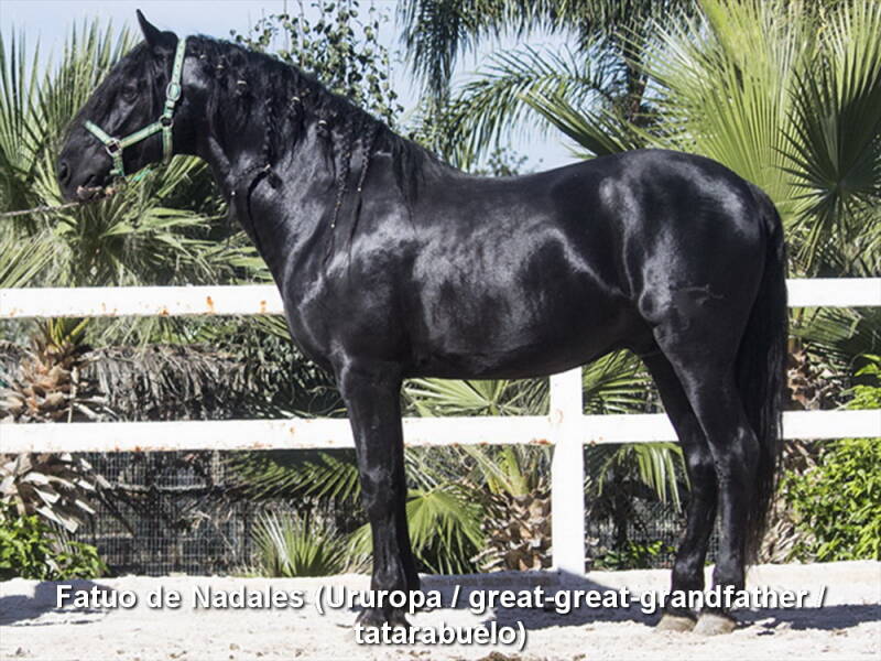 fatuo-de-nadales-ururopa-4_cambiar-tama-o-standard.jpg