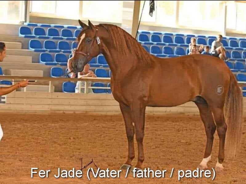 fer-jade-vater-_cambiar-tama-o-standard.jpg