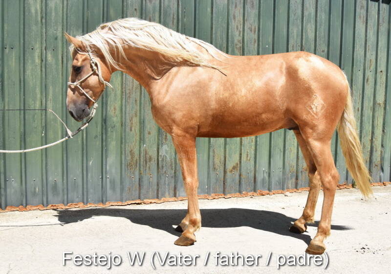 festejo-w-vater-1-standard-j6f5ie.jpg