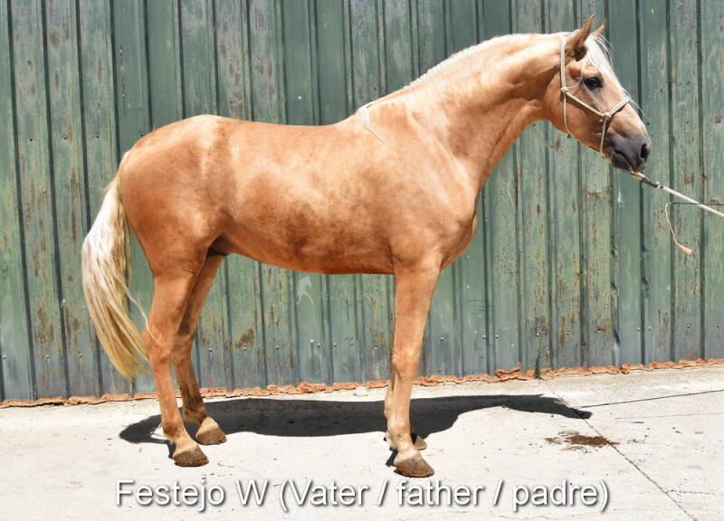 festejo-w-vater-2-standard-02g52b.jpg