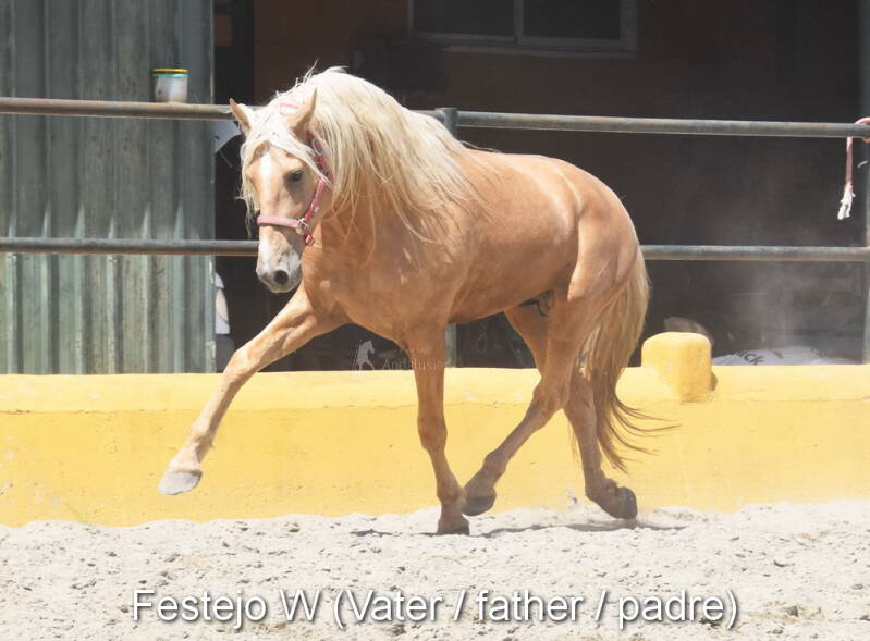 festejo-w-vater-4-standard-4x0tzh.jpg