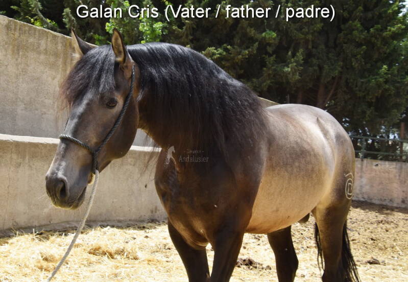 galan-cris-vater-2_cambiar-tama-o-standard.jpg