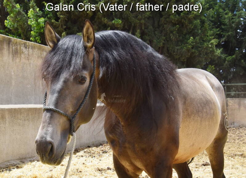 galan-cris-vater-3_cambiar-tama-o-standard.jpg