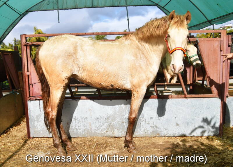 genovesa-xxii-mutter-2_cambiar-tama-o-standard.jpg