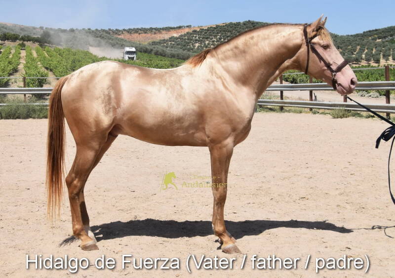 hidalgo-de-fuerza-vater-1_cambiar-tama-o-standard.jpg