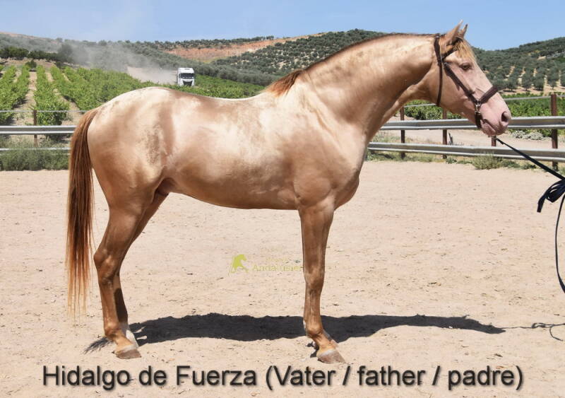 hidalgo-de-fuerza-vater-_cambiar-tama-o-1-standard-4lfpvw.jpg