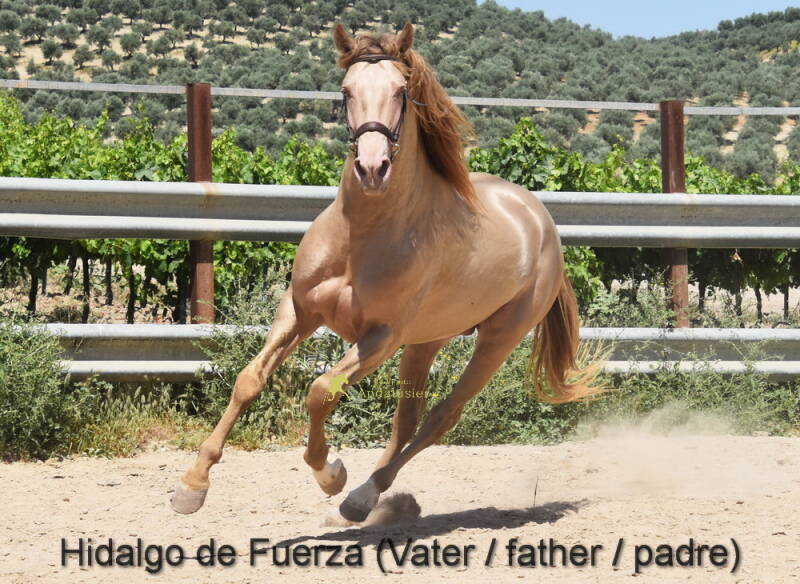 hidalgo-de-fuerza-vater-_cambiar-tama-o-4-standard-0z2a5h.jpg