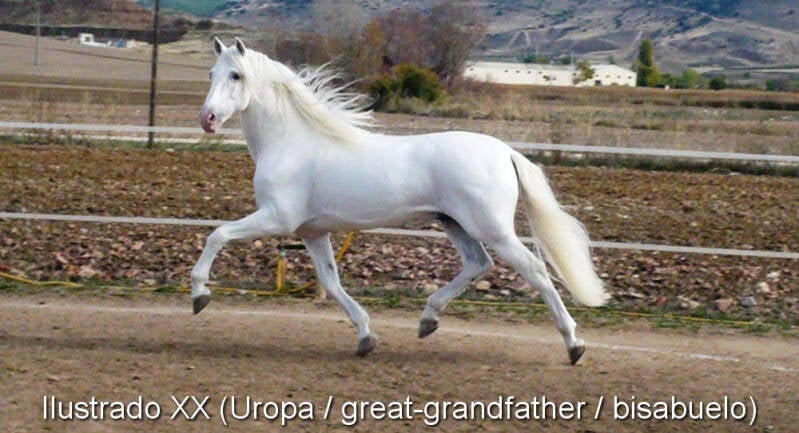 ilustrado-xx-uropa-4_cambiar-tama-o-standard-kxwh0c.jpg