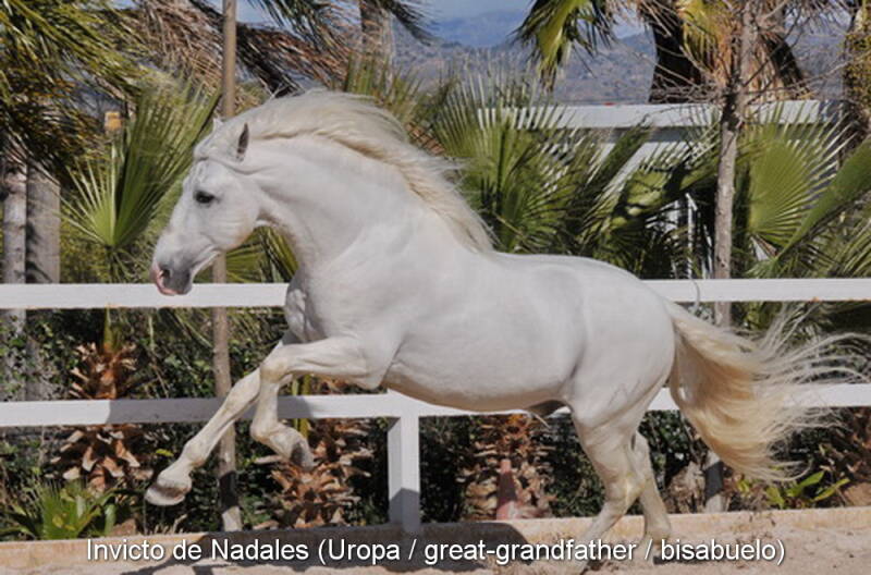 invicto-de-nadales-uropa-2_cambiar-tama-o-standard.jpg