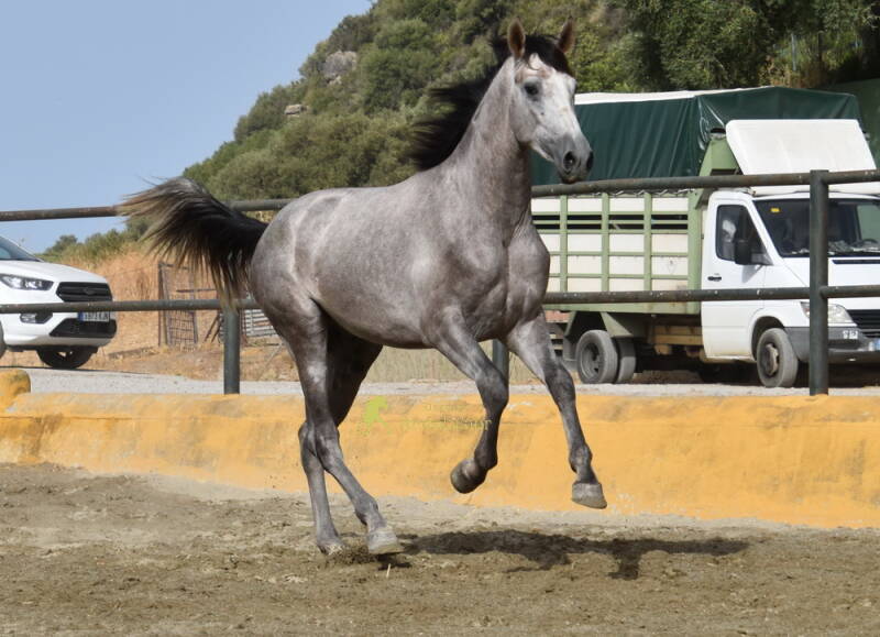 jerezano-2026-juli-15_cambiar-tama-o-standard.jpg