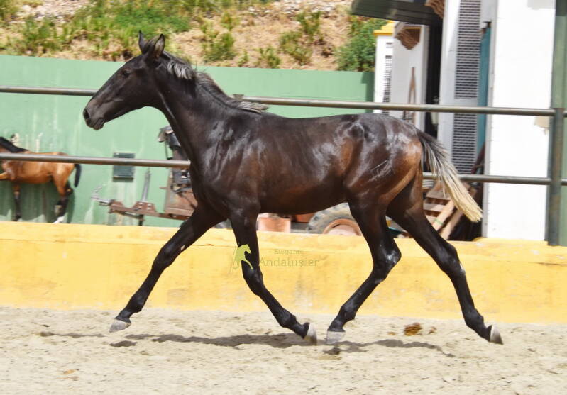 kelio-2026-juli-9_cambiar-tama-o-standard-m1keo9.jpg