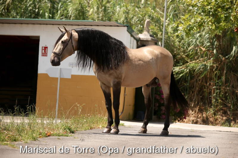 mariscal-de-torre-opa-1_cambiar-tama-o-standard.jpg