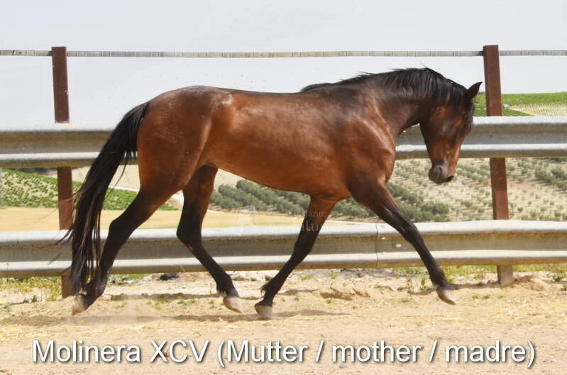 molinera-xcv-mutter-3_klein-standard.jpg