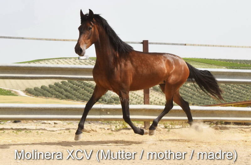 molinera-xcv-mutter-4_klein-standard.jpg