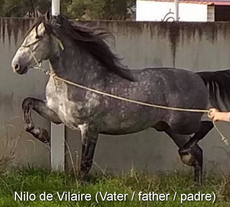 nilo-de-vilaire-vater-_cambiar-tama-o-standard.jpg