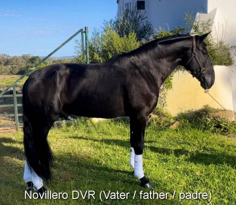 novillero-dvr-vater-1_cambiar-tama-o-standard-vfizsp.jpg