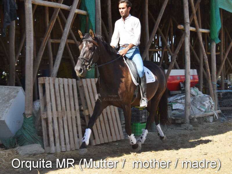 orquita-mr-mutter-1_cambiar-tama-o-standard.jpg
