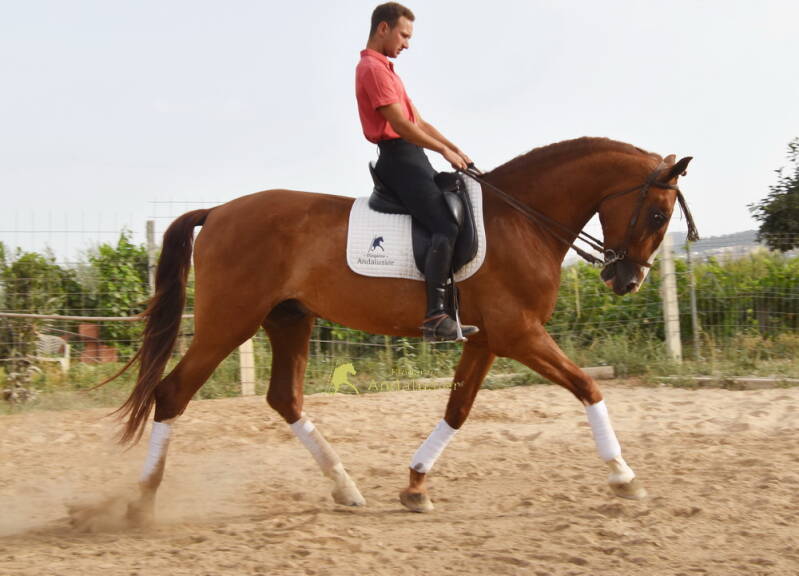 principe-2026-juli-13_cambiar-tama-o-standard.jpg